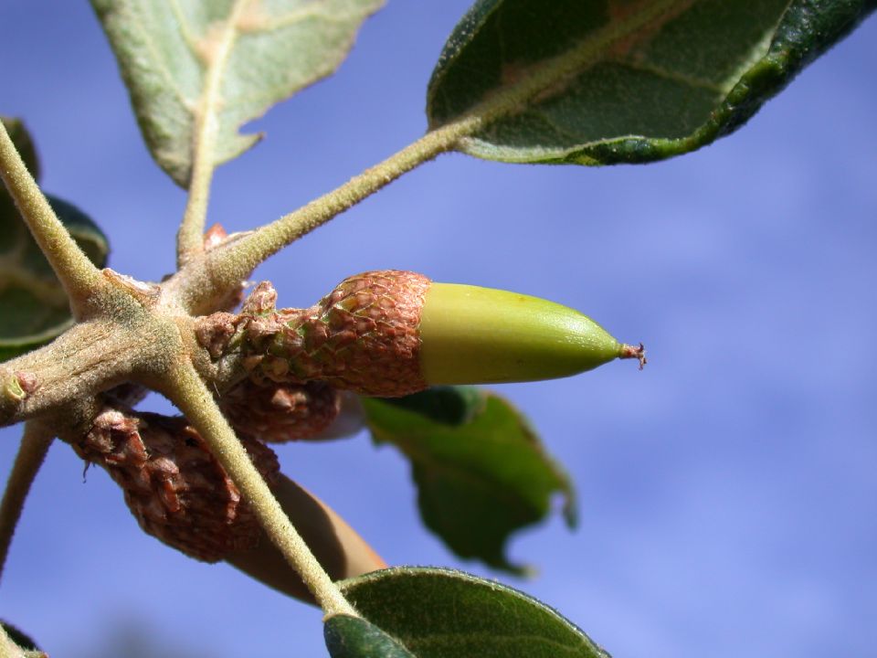 Fagaceae Quercus agrifolia