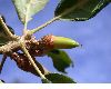 image of Quercus agrifolia