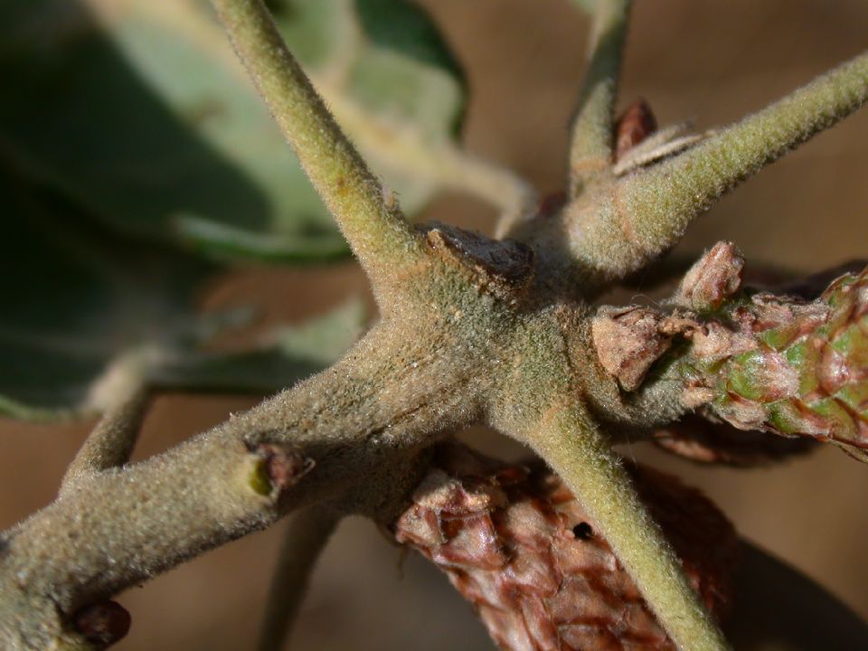 Fagaceae Quercus agrifolia