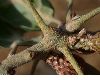 image of Quercus agrifolia