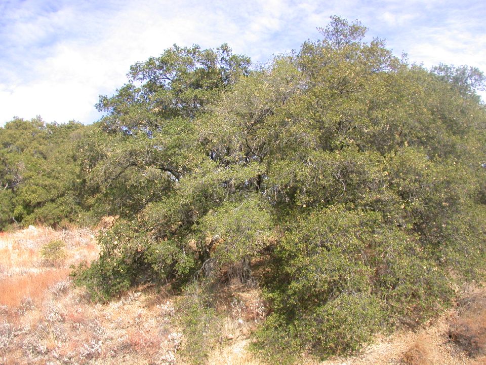 Fagaceae Quercus agrifolia