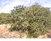 image of Quercus agrifolia