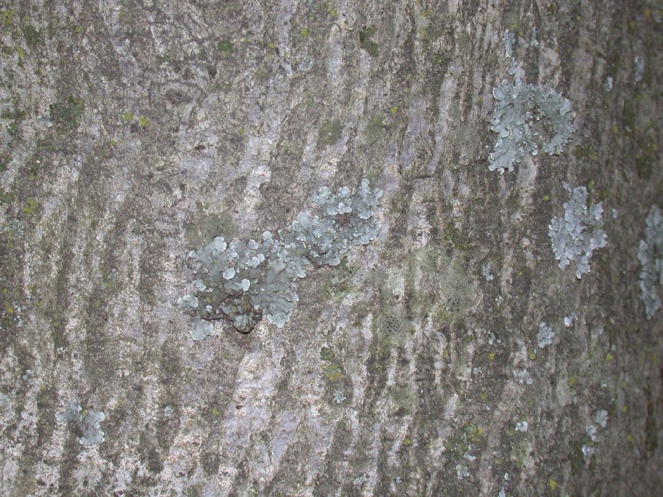 Fagaceae Quercus agrifolia