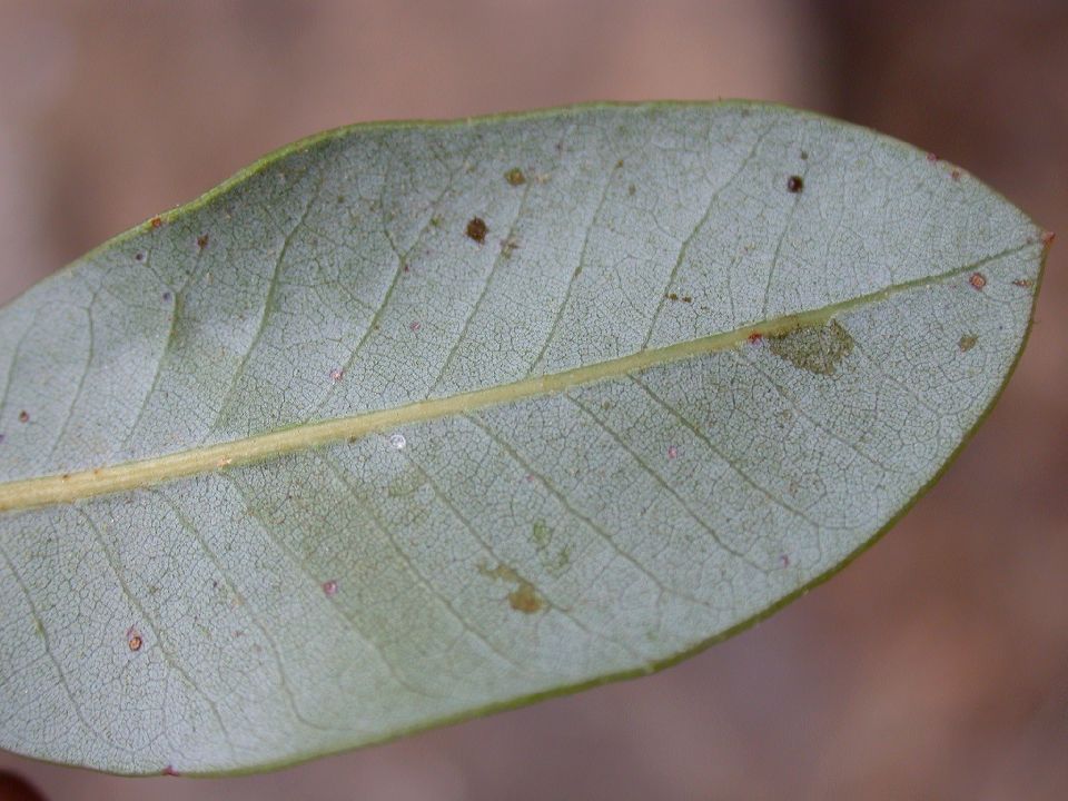 Fagaceae Quercus chrysolepis