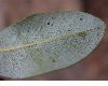 image of Quercus chrysolepis