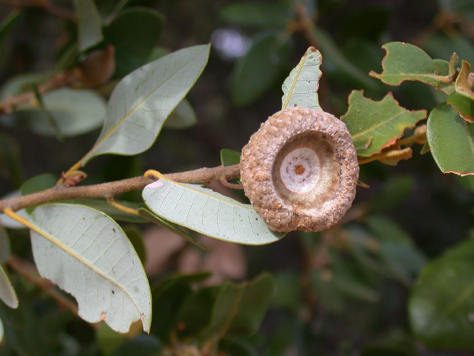 Fagaceae Quercus chrysolepis