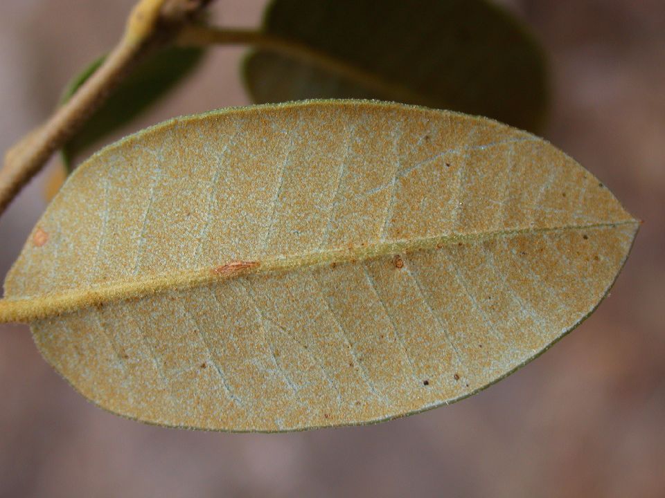 Fagaceae Quercus chrysolepis
