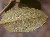 image of Quercus chrysolepis