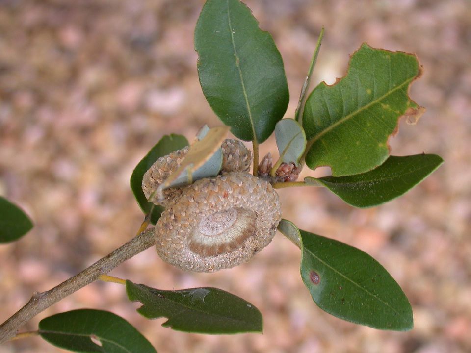 Fagaceae Quercus chrysolepis