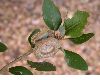 image of Quercus chrysolepis