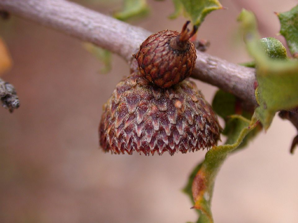Fagaceae Quercus dumosa