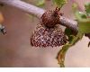 image of Quercus dumosa
