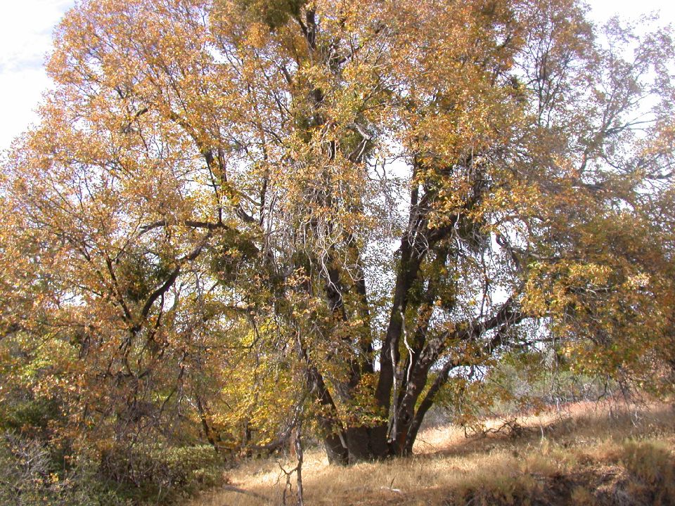 Fagaceae Quercus kelloggii