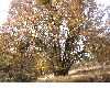 image of Quercus kelloggii