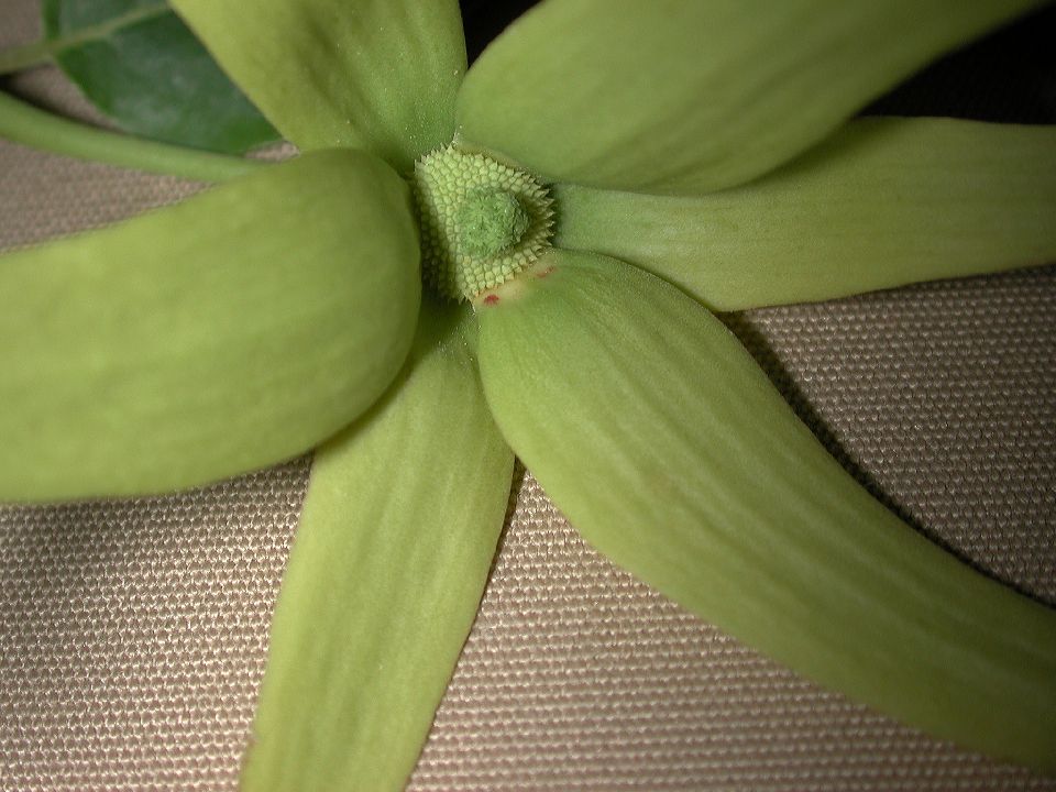 Annonaceae Cananga odorata