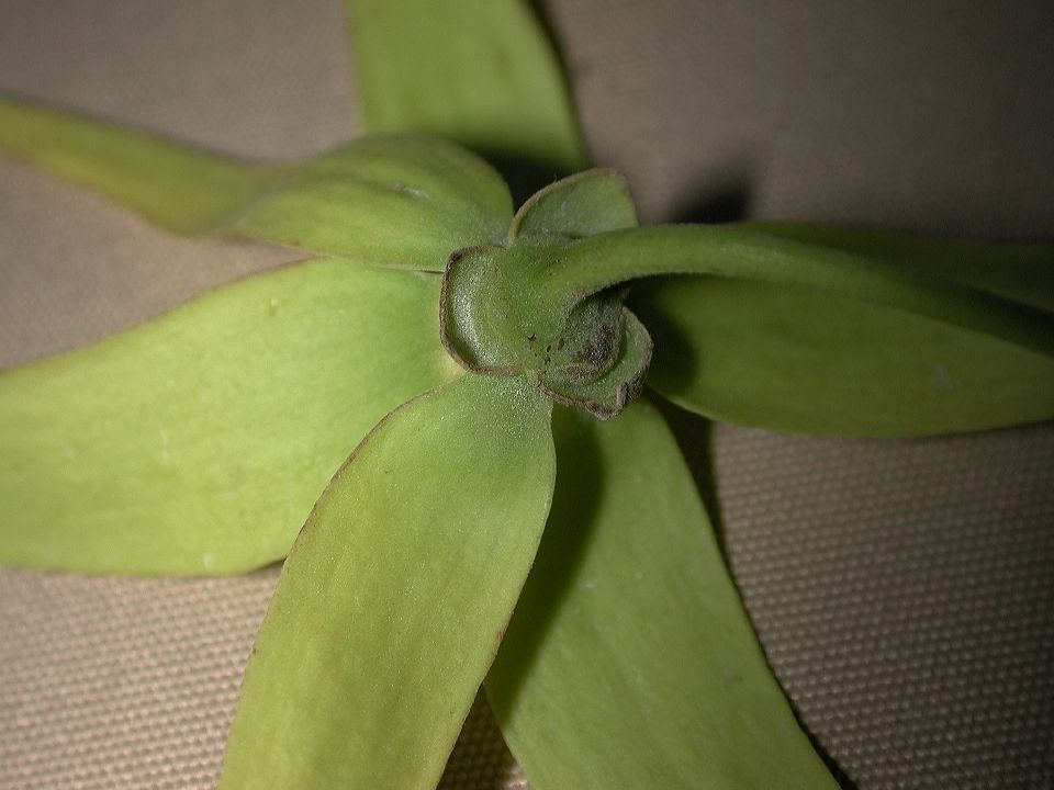 Annonaceae Cananga odorata