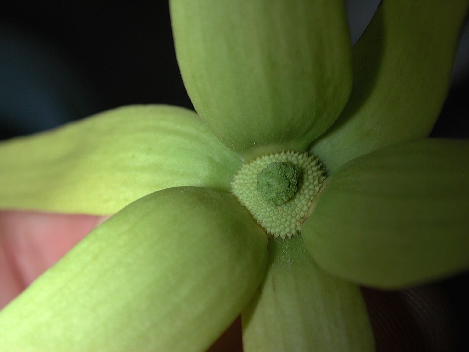 Annonaceae Cananga odorata