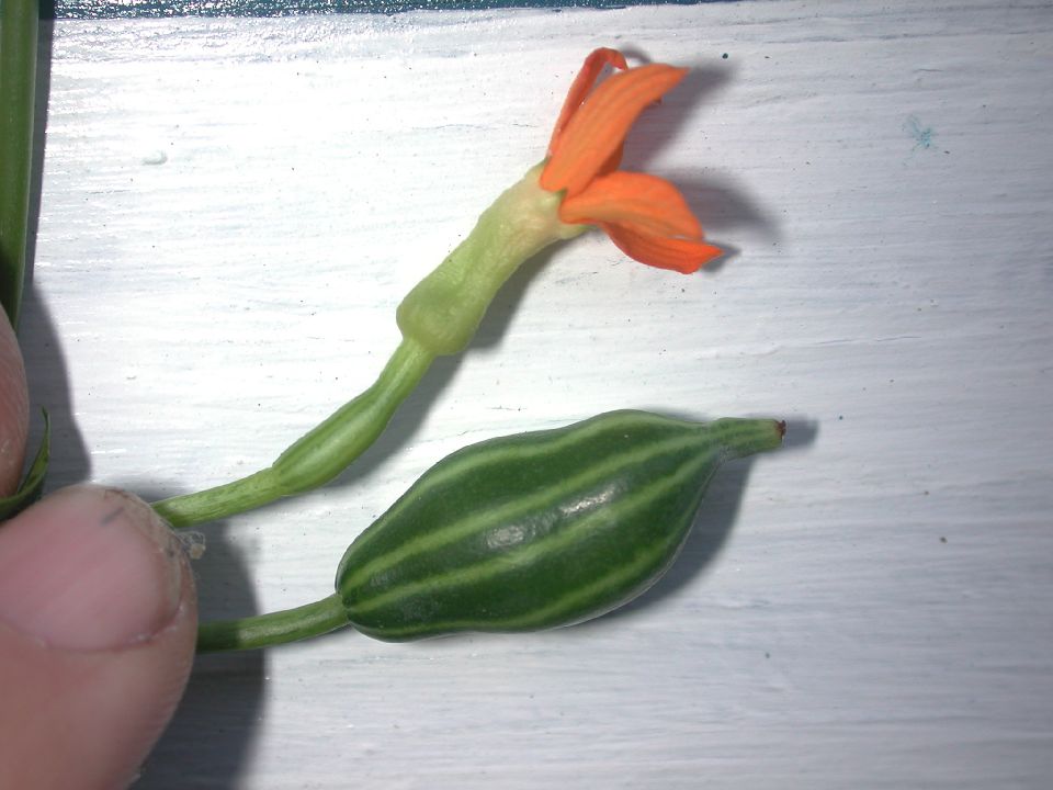 Cucurbitaceae Psiguria pedata