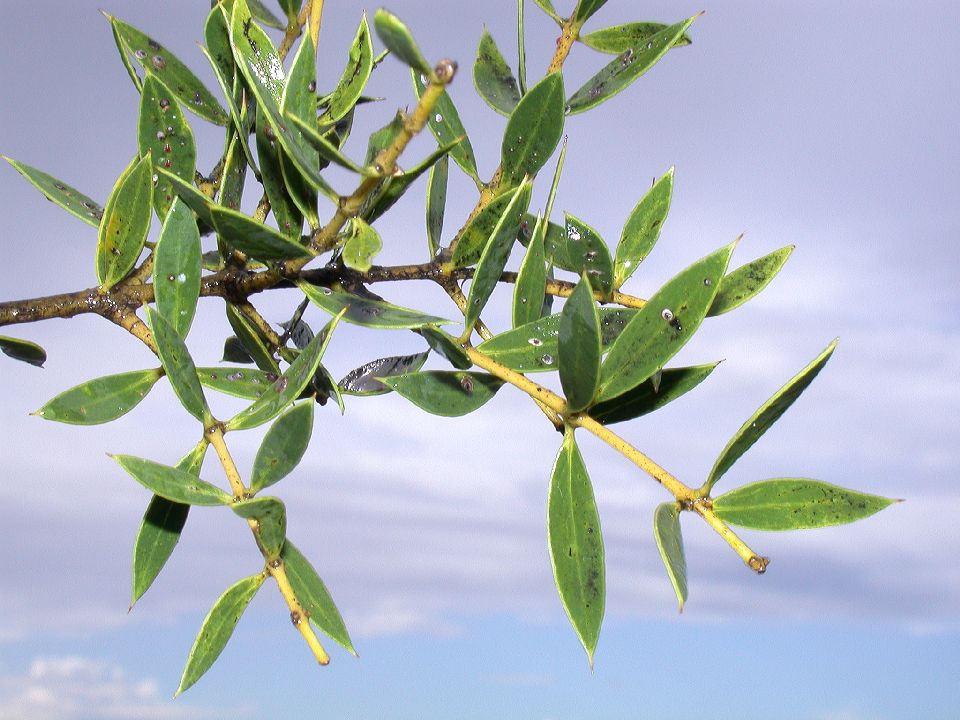 Apocynaceae Aspidosperma quebracho-blanco