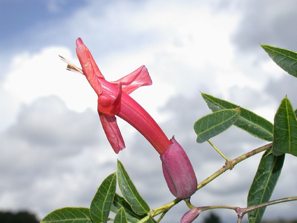 Bignoniaceae Dolichandra cynanchoides