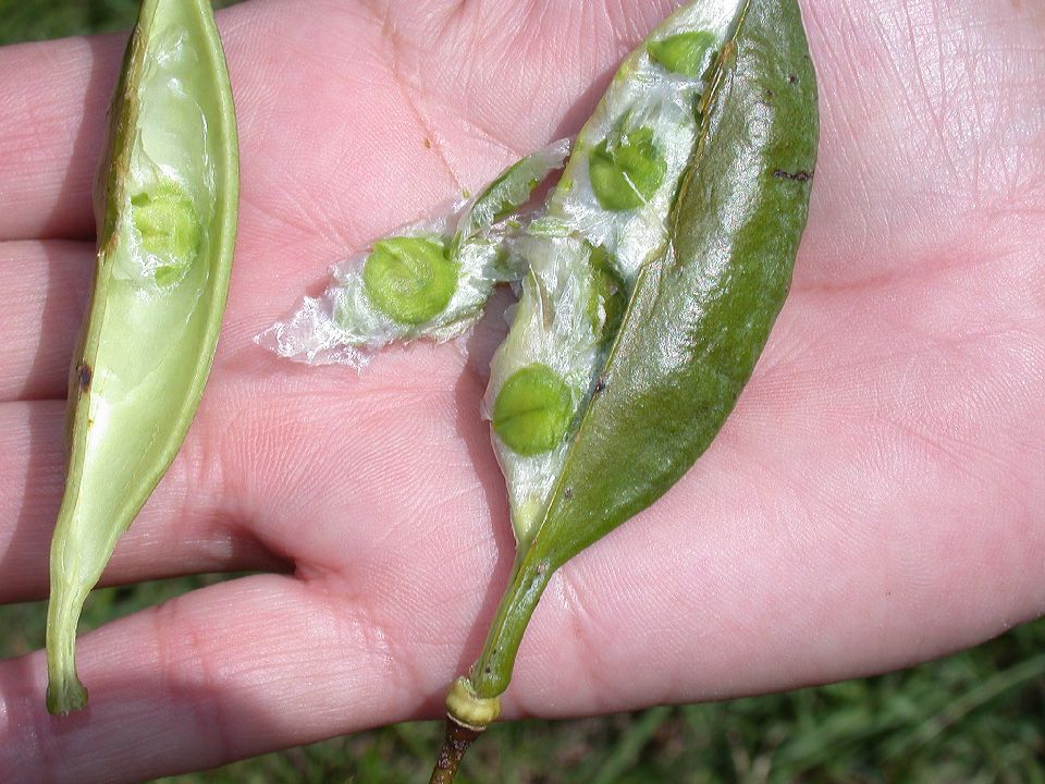 Bignoniaceae Dolichandra cynanchoides