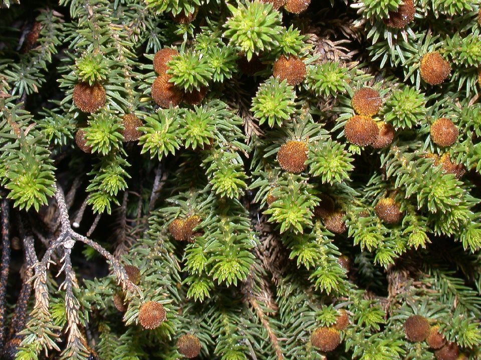 Asteraceae Heterothalamus alienus