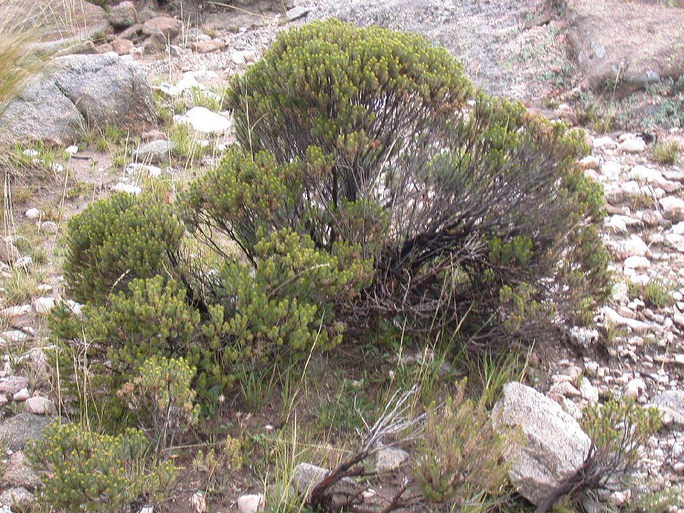 Asteraceae Heterothalamus alienus