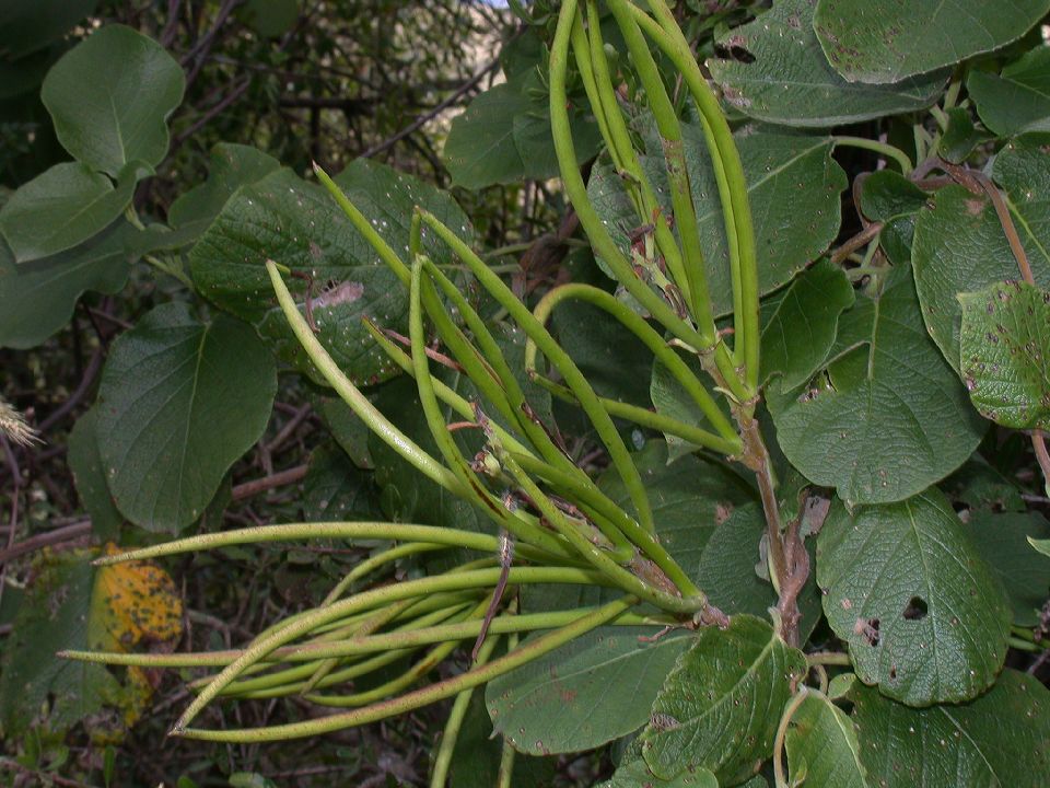 Apocynaceae Mandevilla pentlandiana