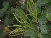 image of Mandevilla pentlandiana