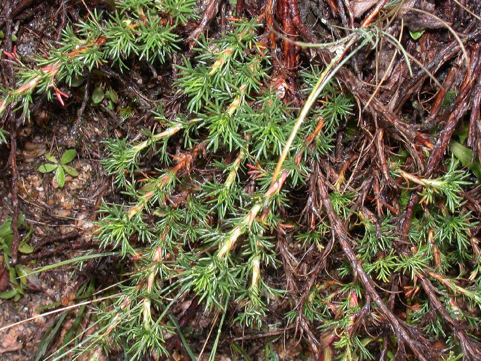 Rosaceae Margyricarpus pinnatus