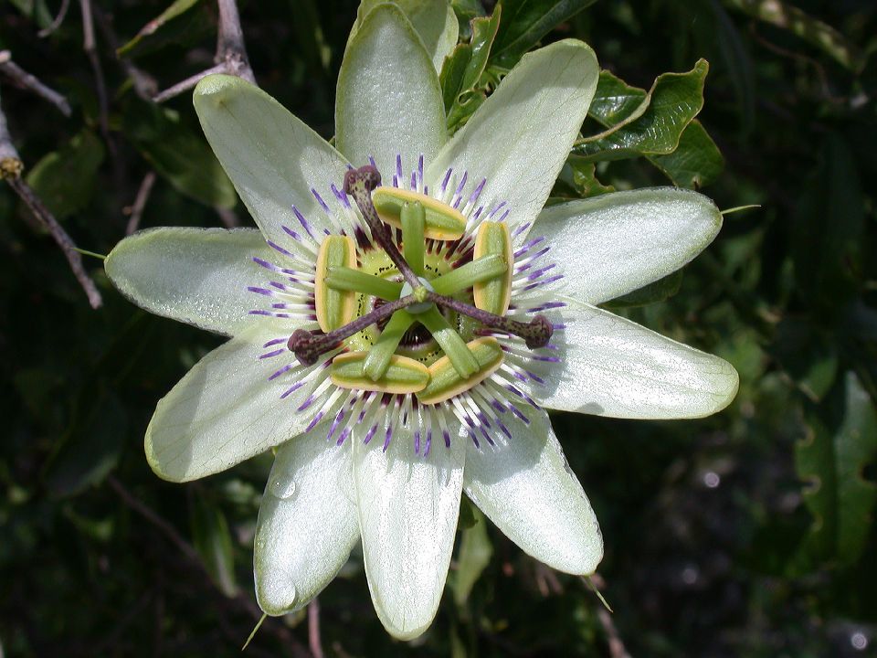 Passifloraceae Passiflora caerulea