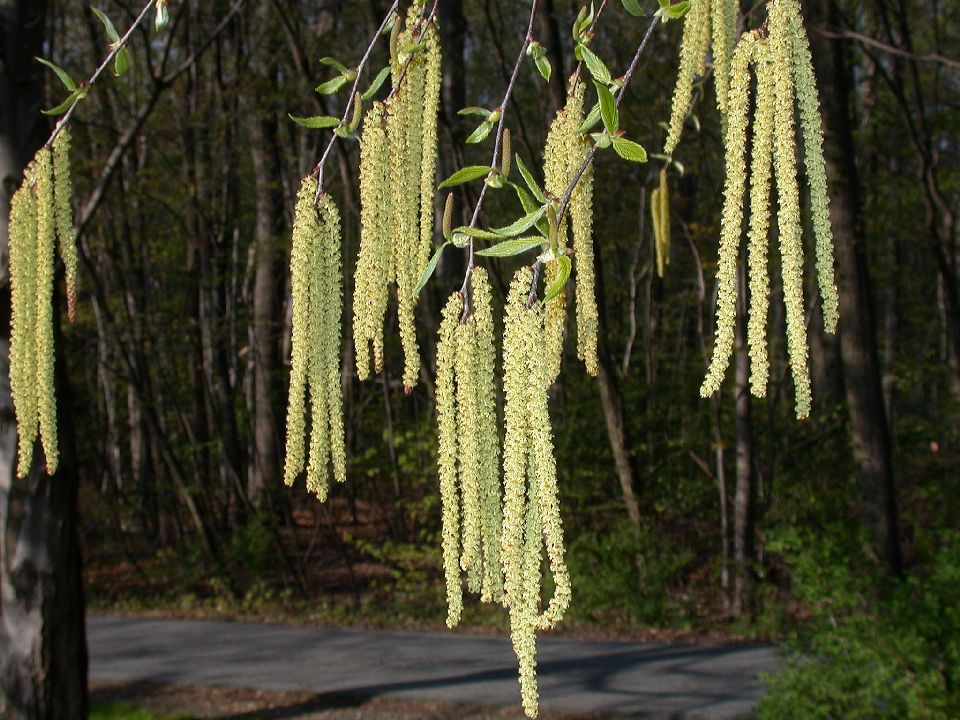 Betulaceae Betula 