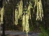 image of Betula 