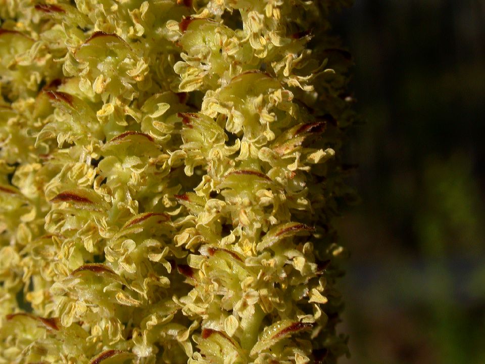 Betulaceae Betula 