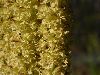 image of Betula 