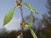 image of Betula 