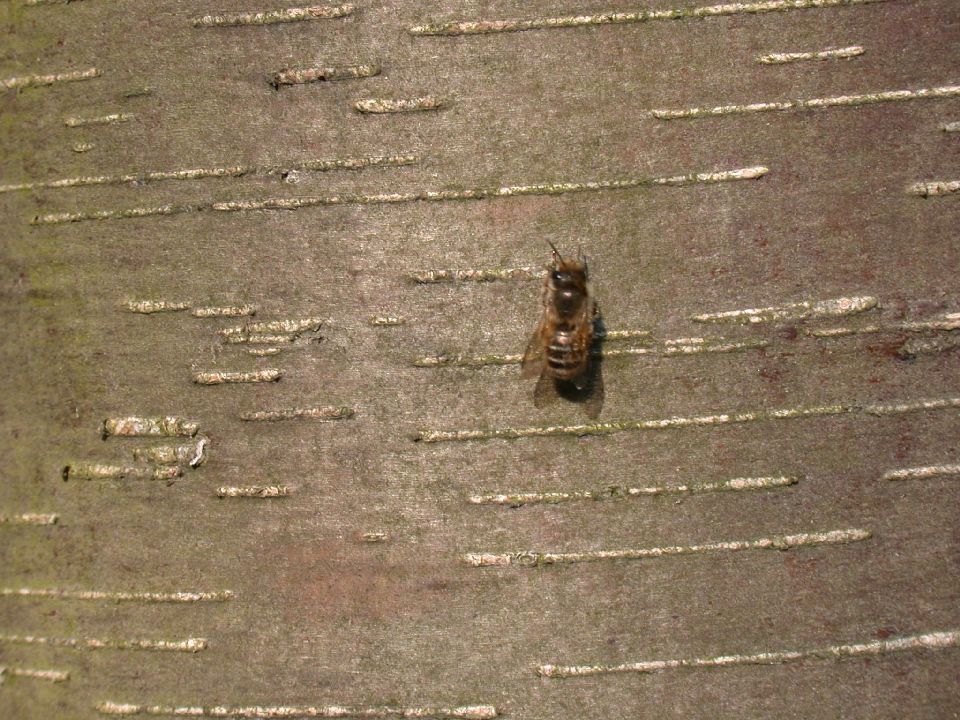 Betulaceae Betula 