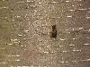 image of Betula 