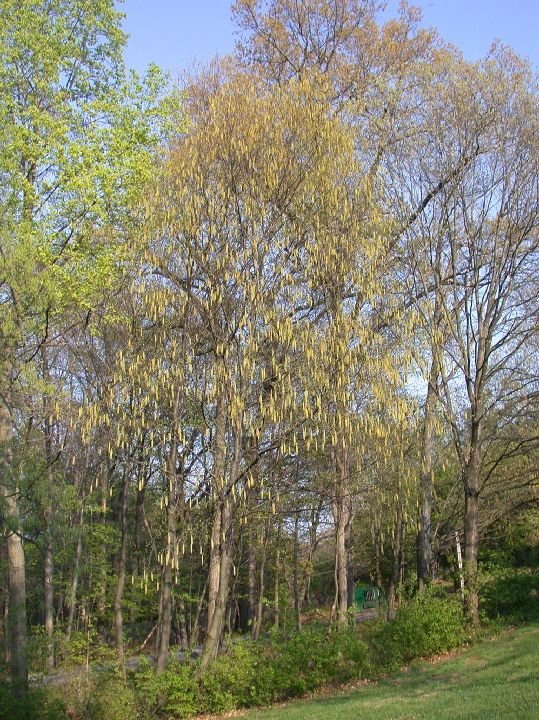 Betulaceae Betula 