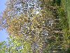 image of Betula 
