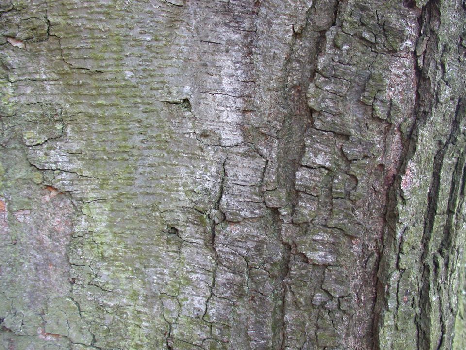Betulaceae Betula 