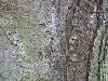 image of Betula 
