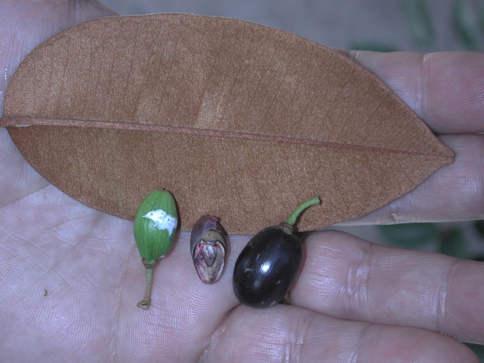 Sapotaceae Chrysophyllum 