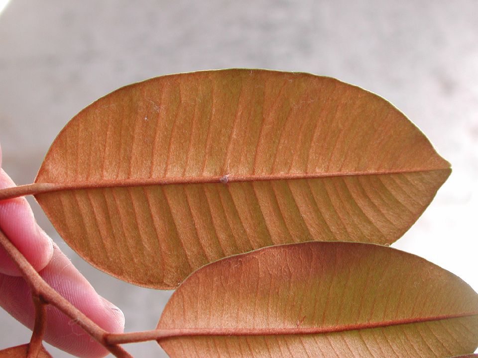 Sapotaceae Chrysophyllum 