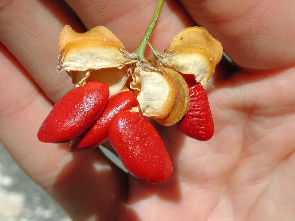 Zygophyllaceae Guaiacum sanctum