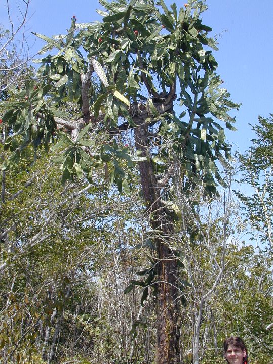 Cactaceae Opuntia 
