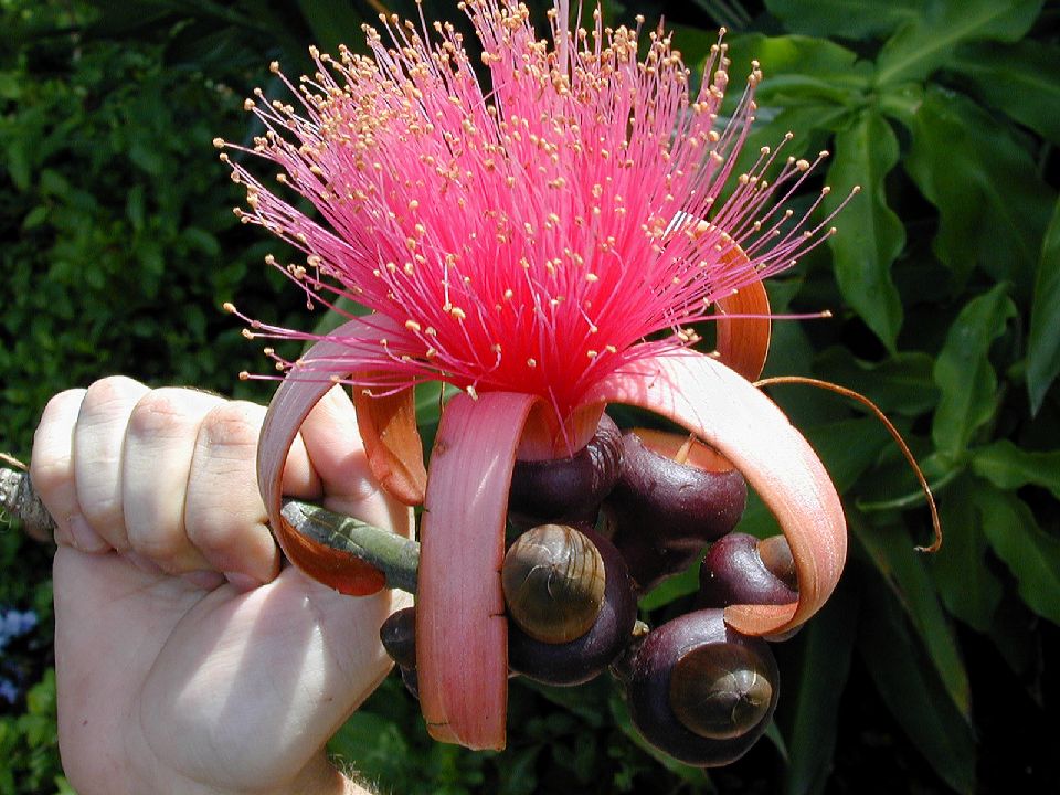 Bombacaceae Pseudobombax ellipticum