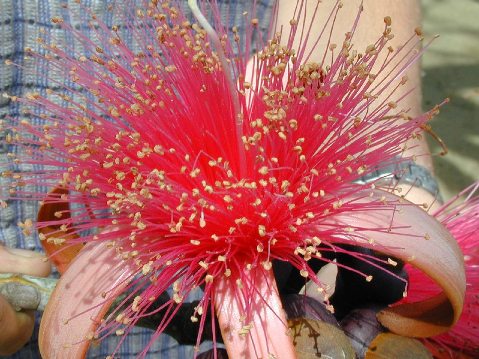 Bombacaceae Pseudobombax ellipticum