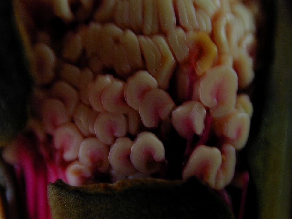 Bombacaceae Pseudobombax ellipticum