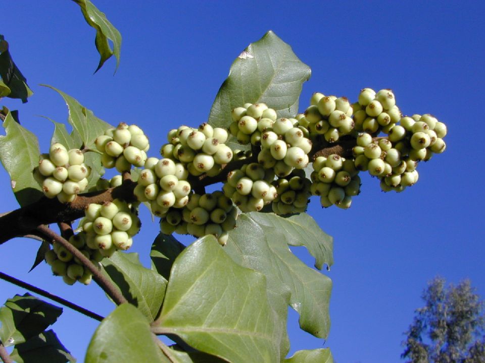 Araliaceae Oreopanax xalapensis